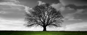 time2stand tree